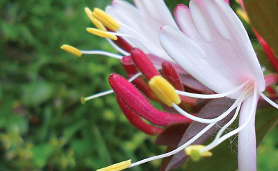 Honeysuckle for toiletries