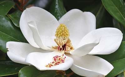 Magnolia Fragrance