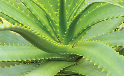 Aloe Vera Fragrance