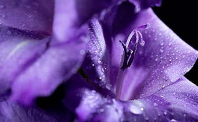 Violet Base