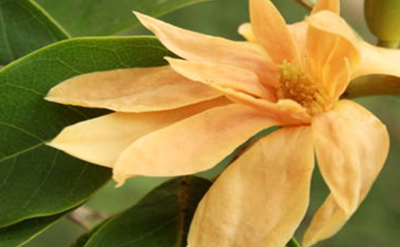 HIMAYALA MAGNOLIA