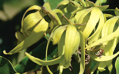 NARCOTIC MADAGASCAR