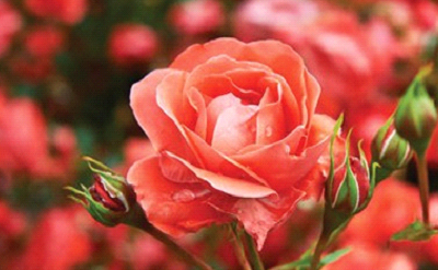 Classic English Rose