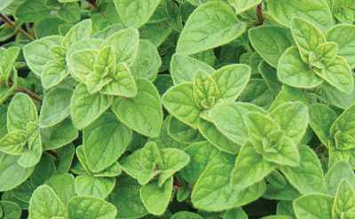 Oregano Wash