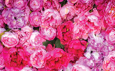 Rose ECO
