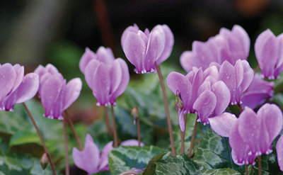 Cyclamen and Herb