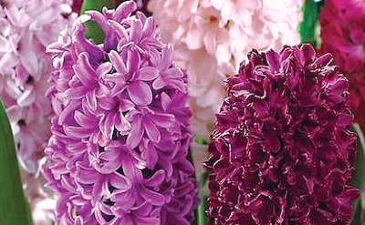 Hyacinth air freshener