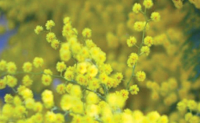 Mimosa Blossoms