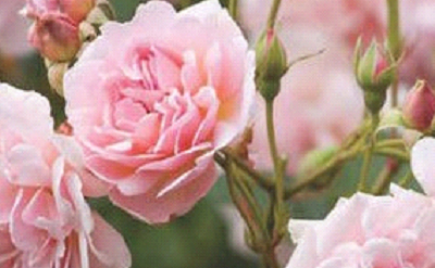 Tea Rose