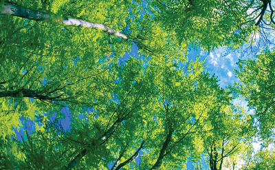 Greenwood