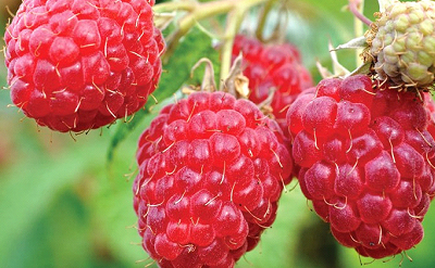 Raspberry