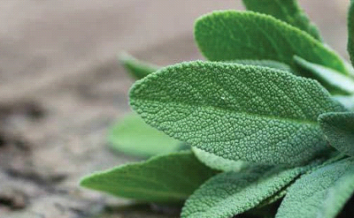 Sage Fantasy