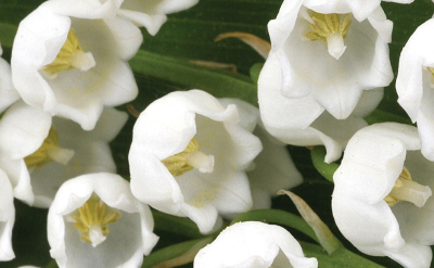 Muguet for creams anf lotions