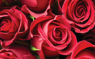 Rich Rose