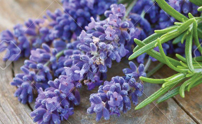 Rosemary And Lilac