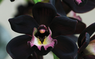 Black Orchid