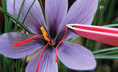 Arabian Safron
