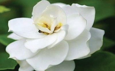 White Gardenia