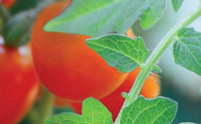 Tomato Leaf