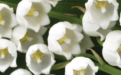 Muguet Indol Free