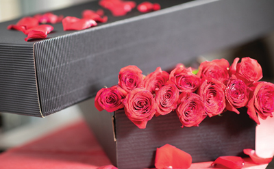 Fresh Rose