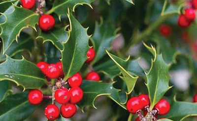 Holly Bush