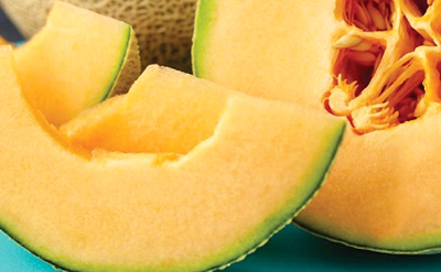 Melon Base