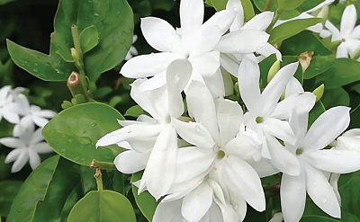 L AIRE DU JASMIN