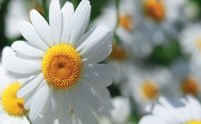 CHAMOMILE