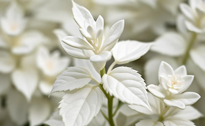 White Patchouli 1
