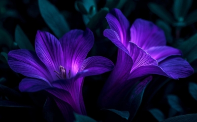 Violet F VIOLET F-TEC
