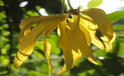 Ylang Comoros Complete Essential Oil F3255 (BIOLANDES)