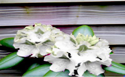 Anthopogen Essential Oil