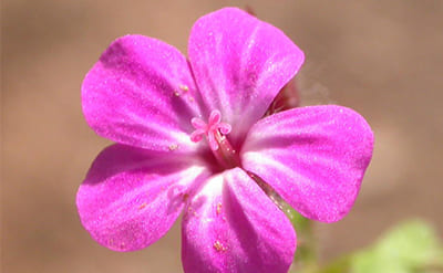 Geranium Essential Oil