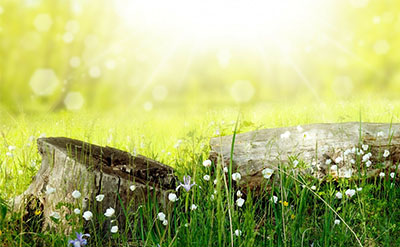 Light Crisp Floral Fleuressence