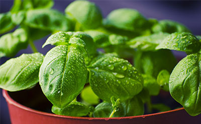 Sweet Basil Essential Oil molecular structure or representation